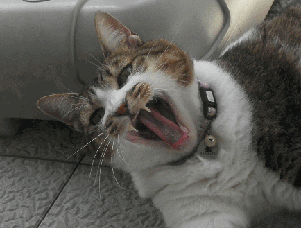 c0136736_1944097.gif