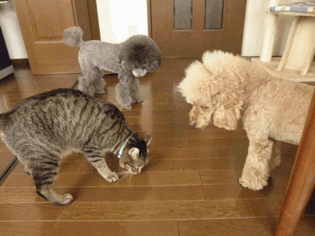 c0136736_1972688.gif