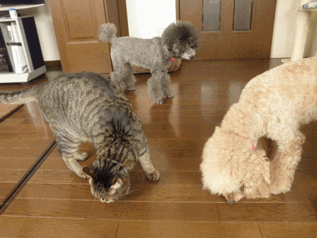 c0136736_1975260.gif