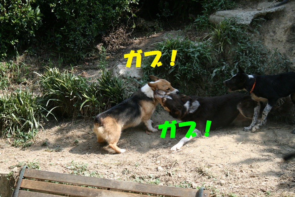 d0077740_20282858.jpg