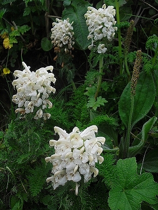 f0009451_1544936.jpg
