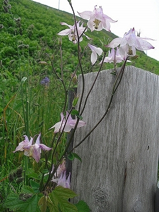 f0009451_1555015.jpg