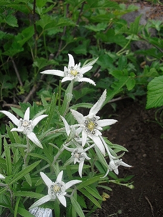f0009451_1619865.jpg