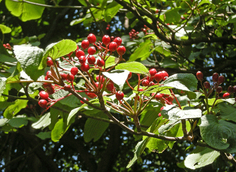 a0001354_21312322.gif