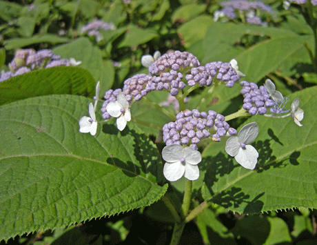 a0001354_21322483.gif