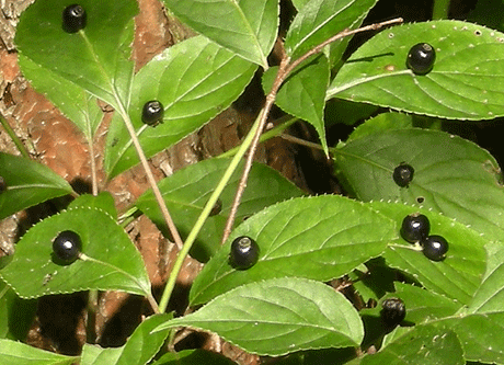 a0001354_21343198.gif