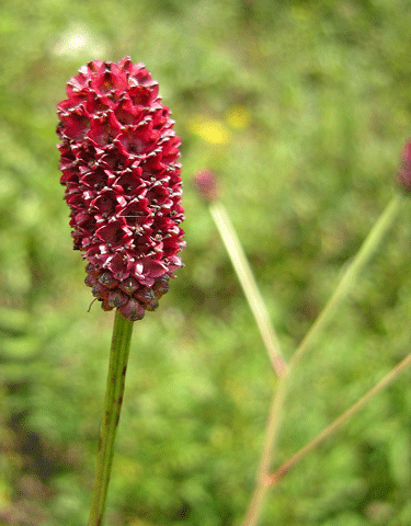a0001354_21365586.gif