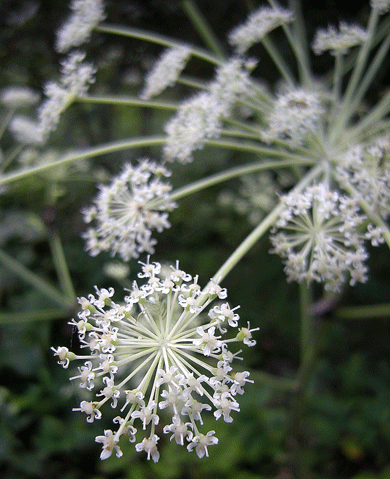 a0001354_21454842.gif