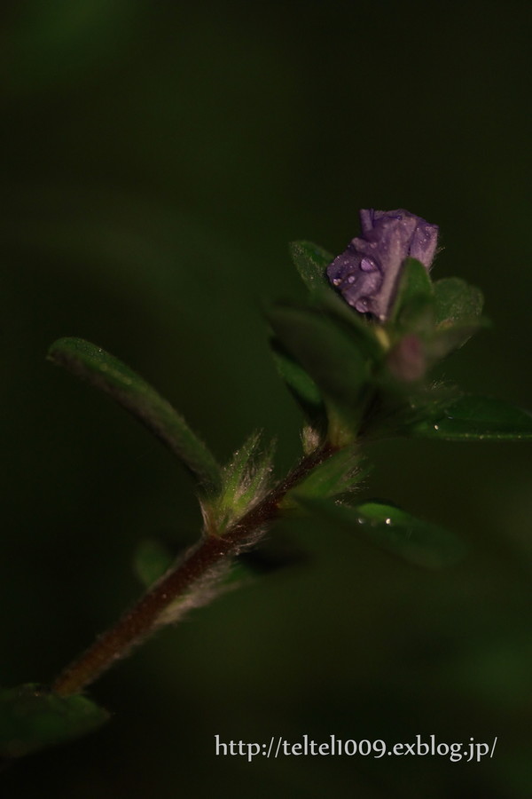 d0188155_21252998.jpg