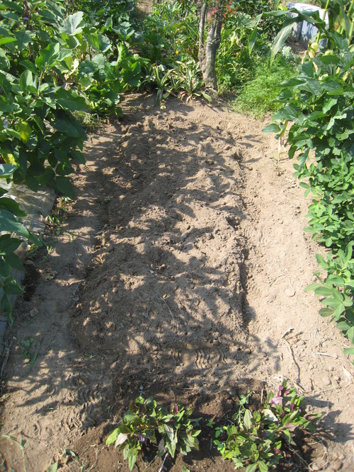 e0121558_055301.jpg