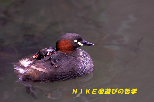 e0000968_2213124.jpg