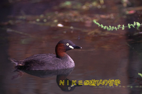 e0000968_2213590.jpg