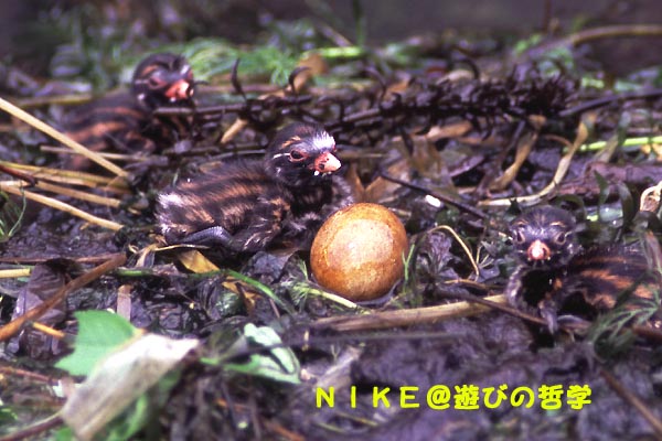 e0000968_2213748.jpg