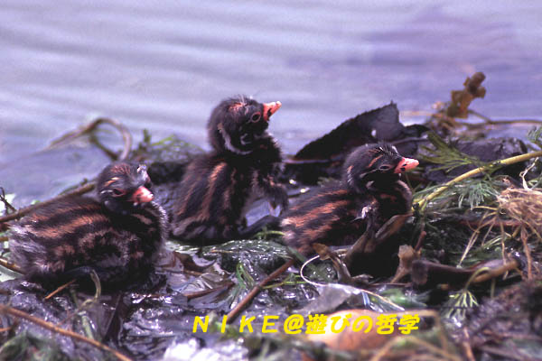 e0000968_2213911.jpg