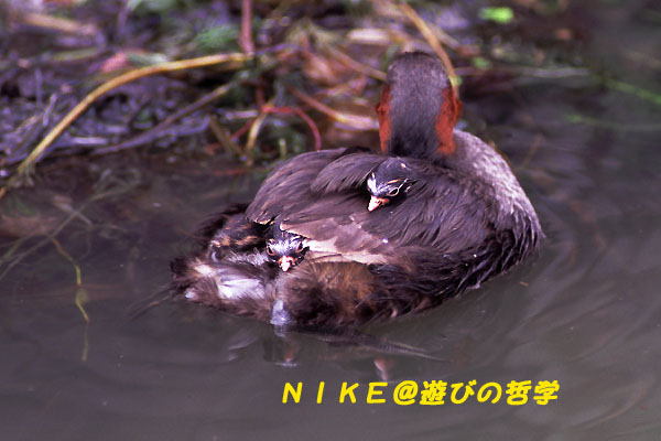 e0000968_2213990.jpg