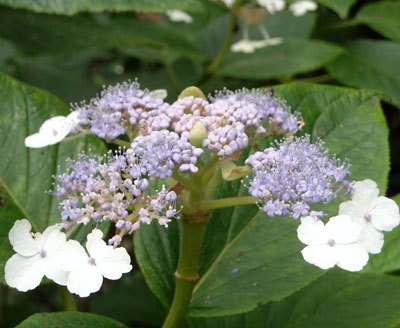 e0097770_2237545.jpg