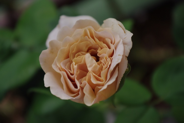 c0147909_6541262.jpg