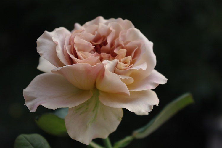 c0147909_6545711.jpg