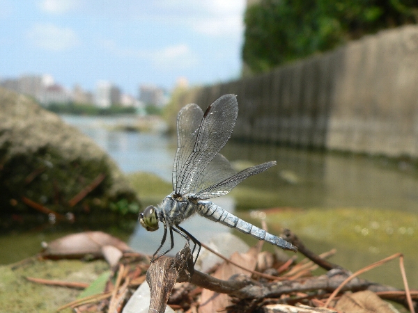 e0002314_1557316.jpg