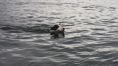 e0121418_1042341.jpg