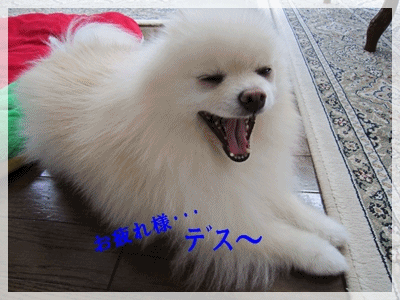 b0167519_8592627.gif