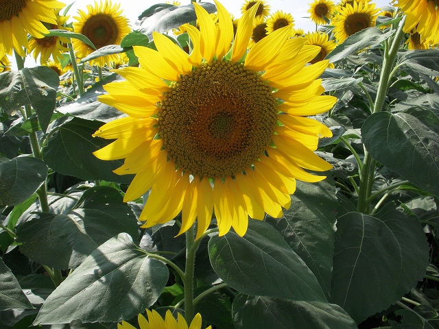 c0114833_23135113.jpg