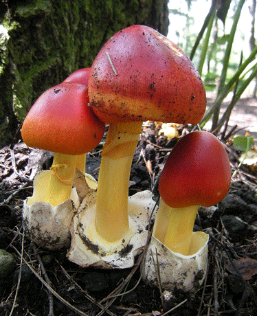 a0001354_2123470.gif