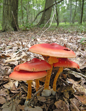 a0001354_21265646.gif