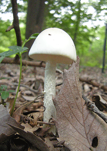 a0001354_21393223.gif