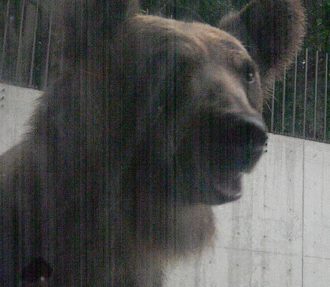 b0014576_11365929.jpg