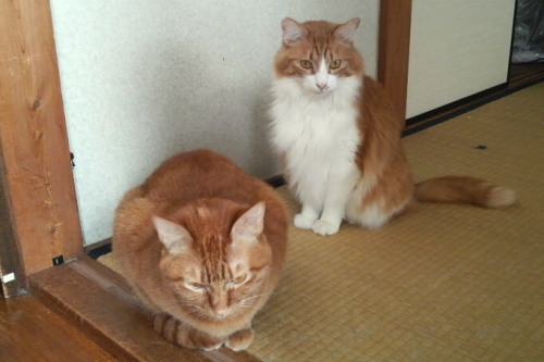 ちゃんと三つ指つくんだぞ