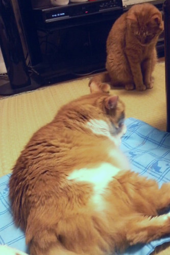 毛皮があるから、冷たくはないぞ