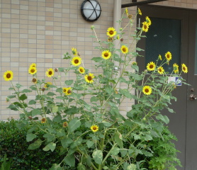 f0166694_18122149.jpg