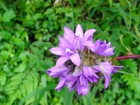 f0187402_2191639.jpg