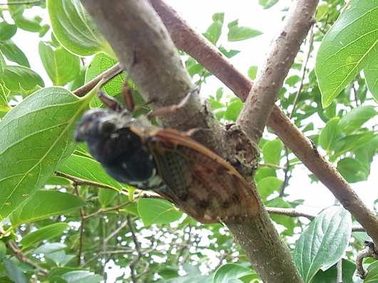 e0206828_1201150.jpg