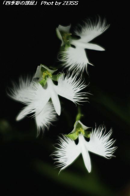 a0195032_20515939.jpg