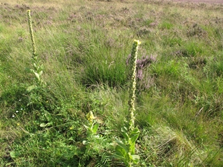 f0224632_2045423.jpg