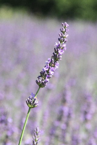 e0064133_2343925.jpg