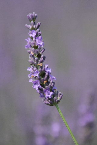 e0064133_2351731.jpg