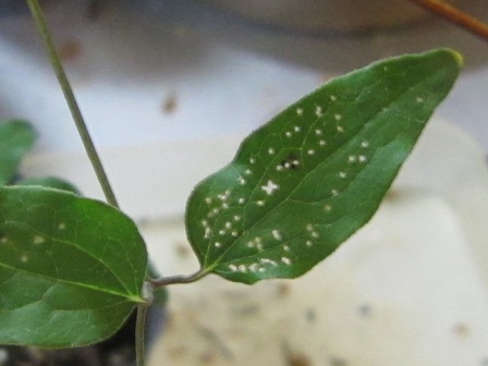 c0025140_11583783.jpg