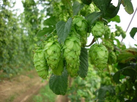 e0131541_21115529.jpg