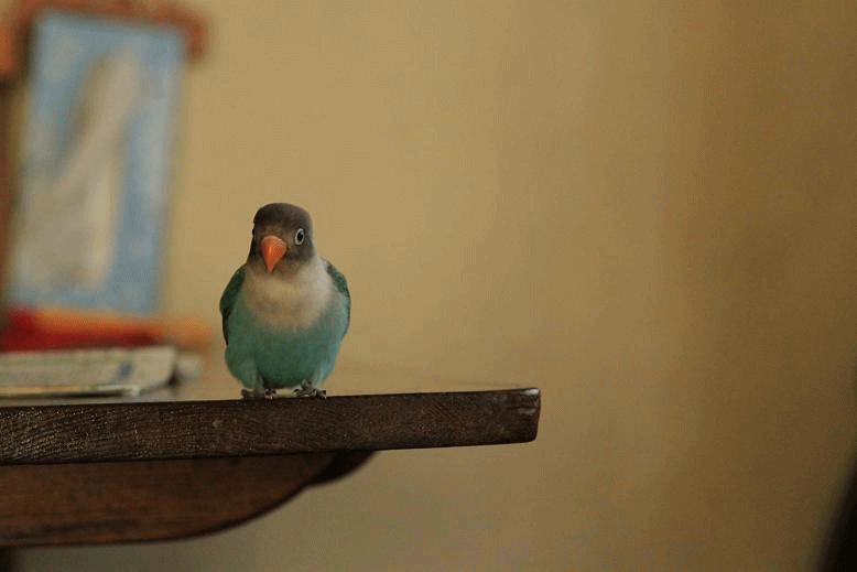 c0145250_14241235.gif