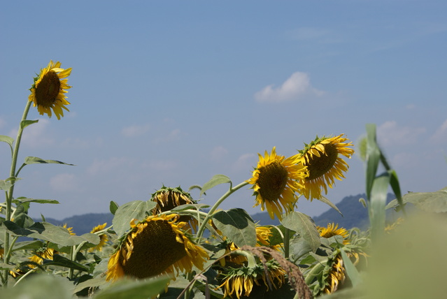 a0091666_2032372.jpg