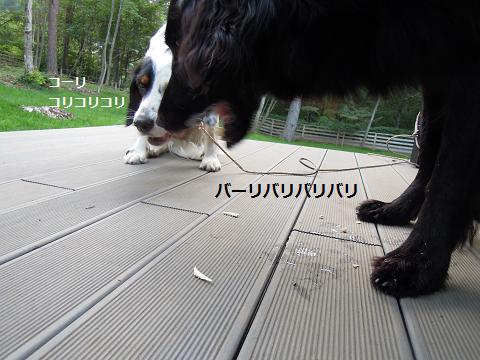 f0045283_130040.jpg
