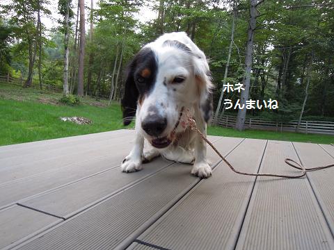 f0045283_130135.jpg