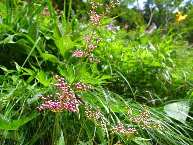 c0171790_22401485.jpg