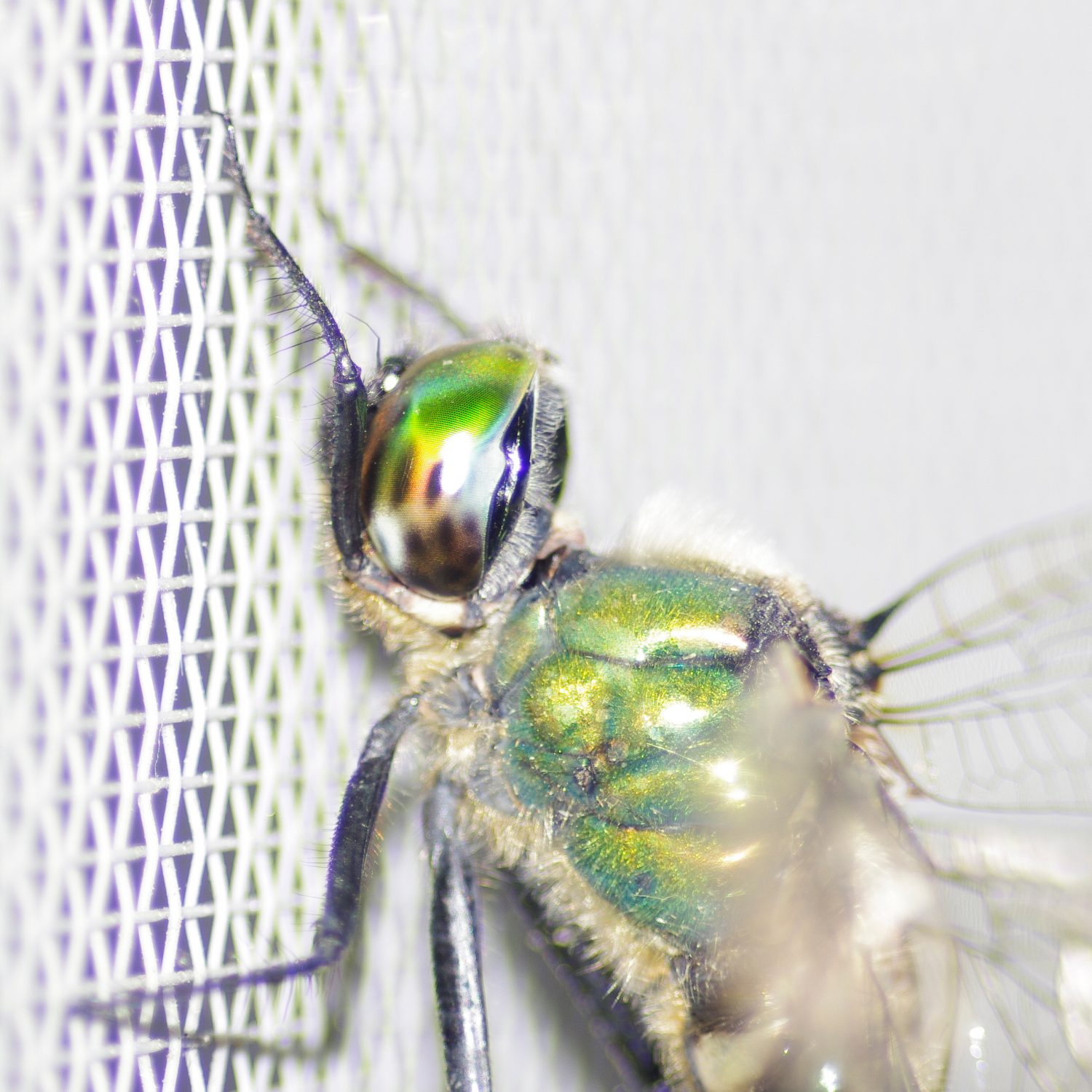 e0142611_19255775.jpg