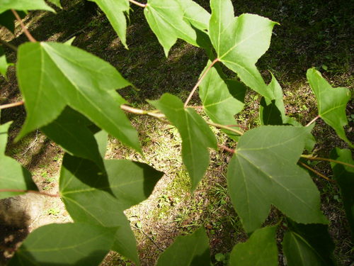 f0208812_1129911.jpg