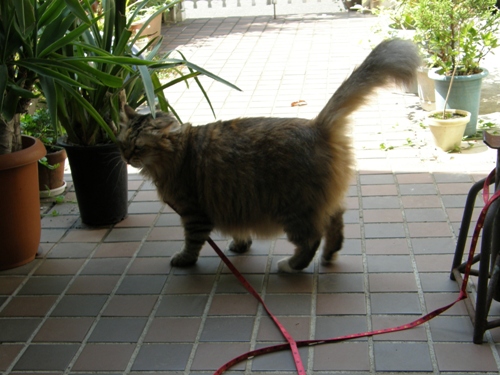 c0158916_8494820.jpg