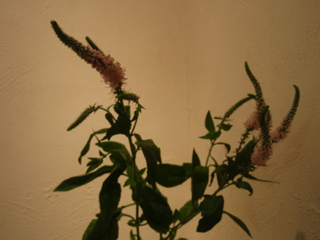 b0132442_174978.jpg
